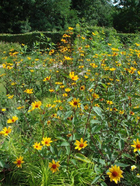 Heliopsis helianthoides 'Scabra Summer Night'